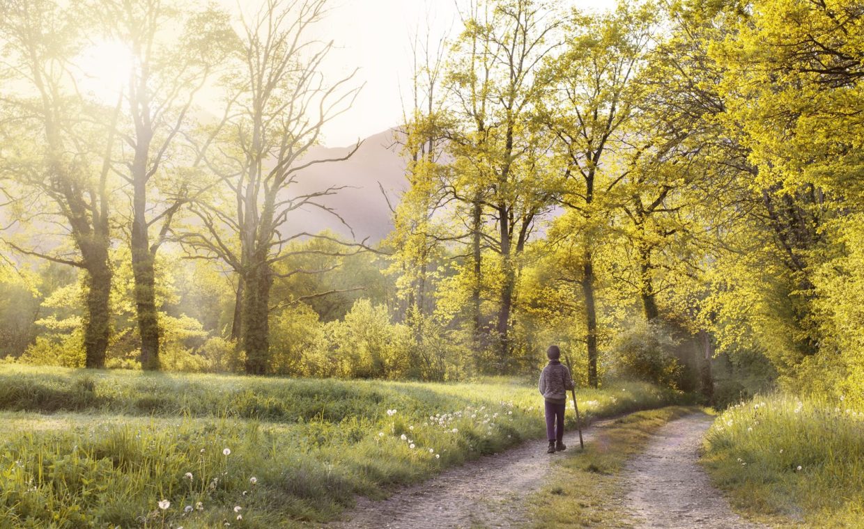 A serene scene of a person walking on a forest path surrounded by sunlit spring trees.